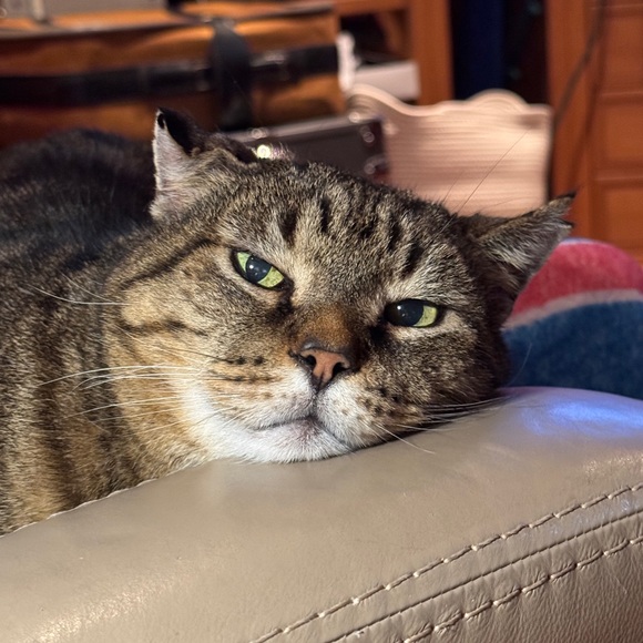 I'm shopping not selling. - Picture 1 of 1